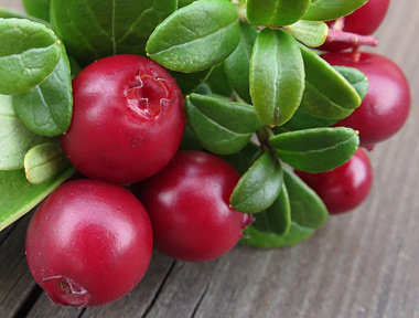 Traditional lingonberry jam