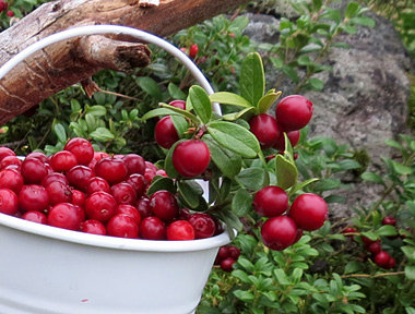 Porridge di mirtilli rossi al naturale e frutta secca