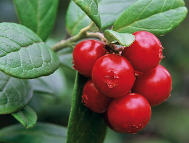 Smoothie aux airelles rouges et à la cardamome