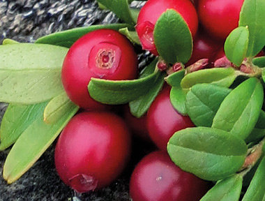 Crème aux airelles rouges