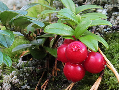 Lingonberry cheesecake